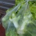 儿菜，四川儿菜，全国直发，精品儿菜