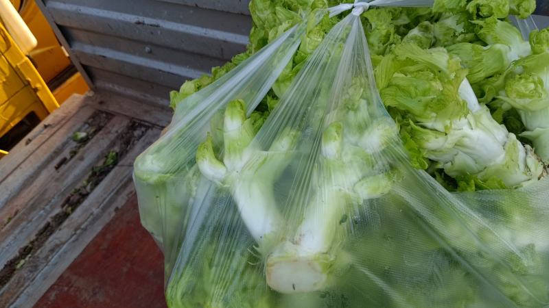 儿菜，四川儿菜，全国直发，精品儿菜