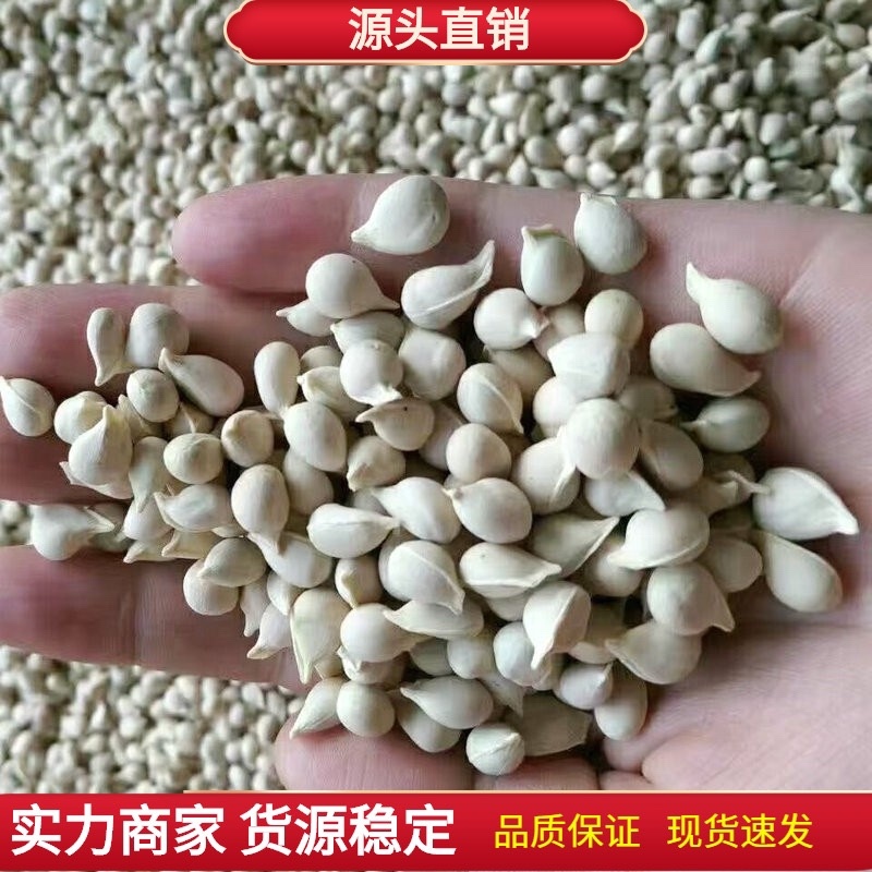 枸橘种子臭橘子枳壳种子可育苗新货