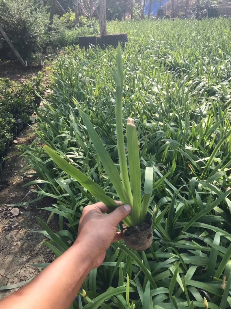 鸢尾