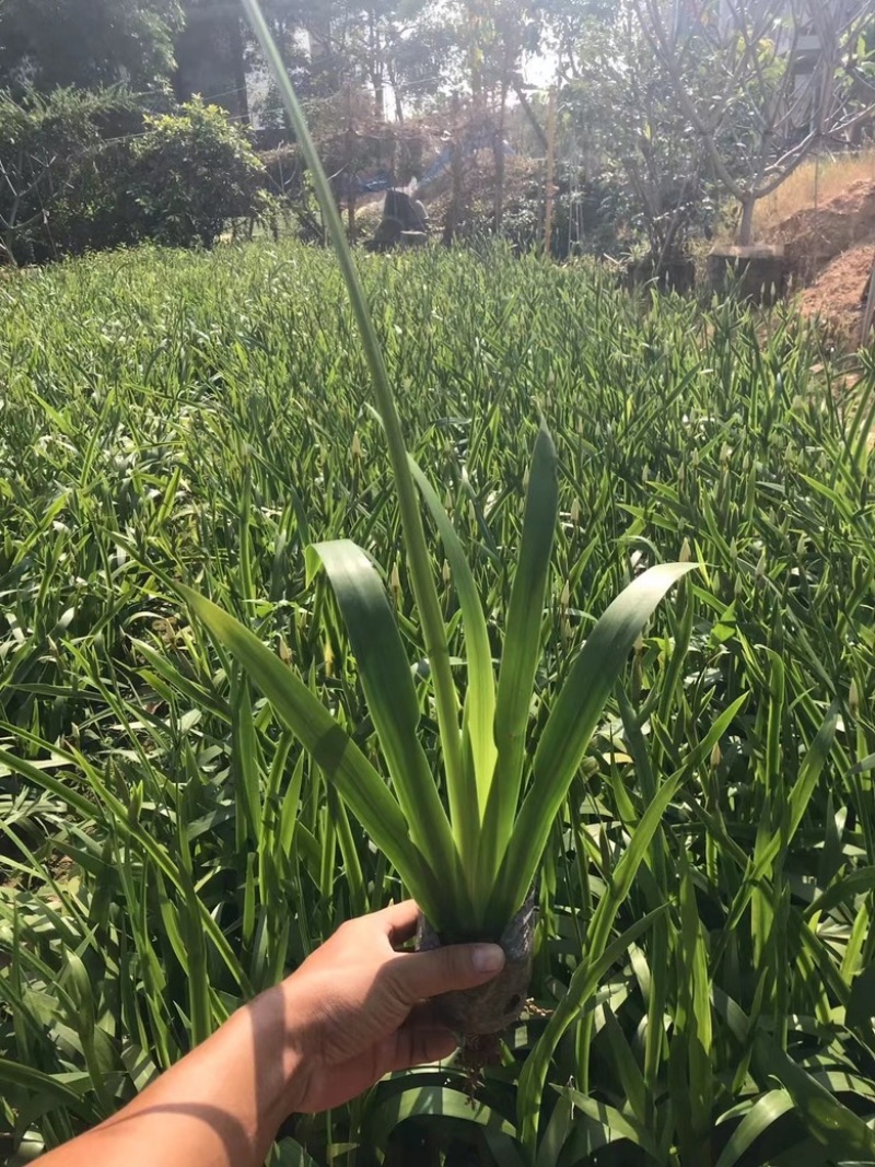 鸢尾