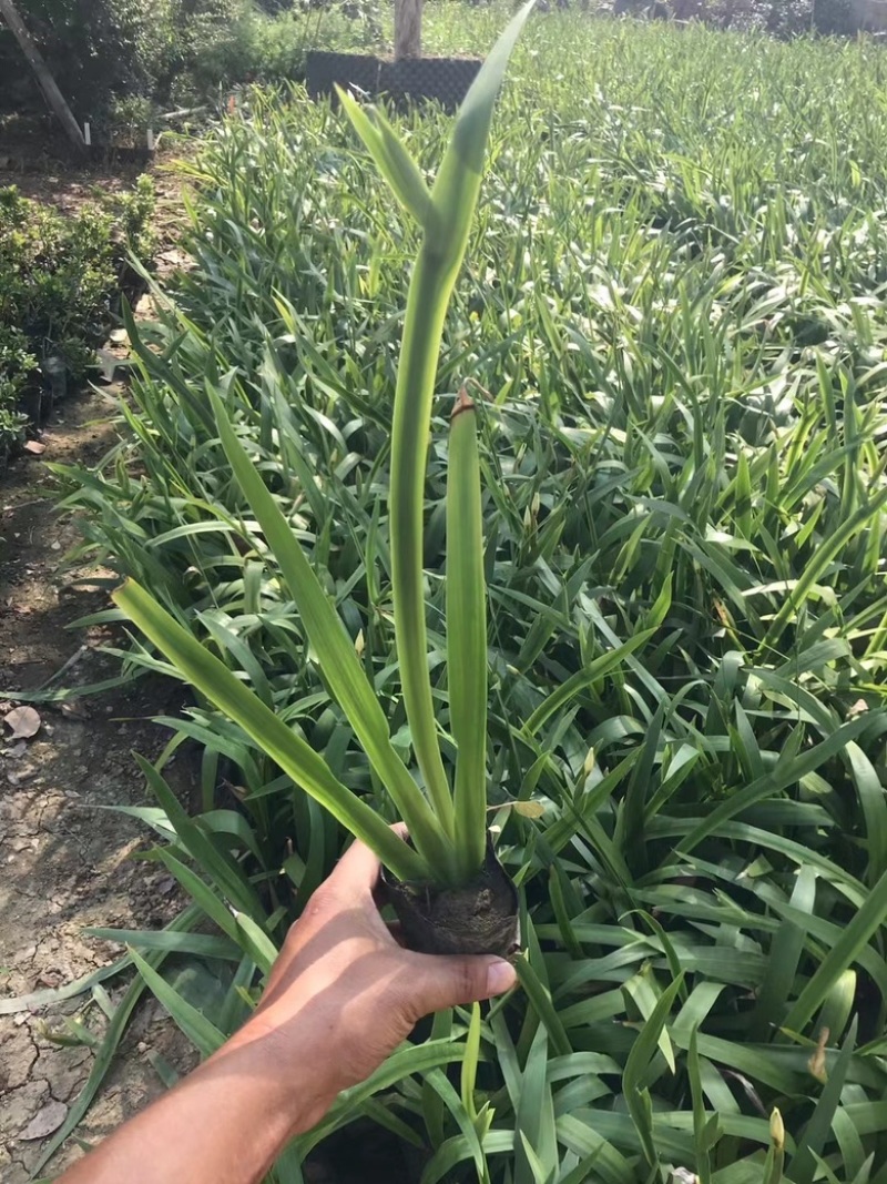鸢尾