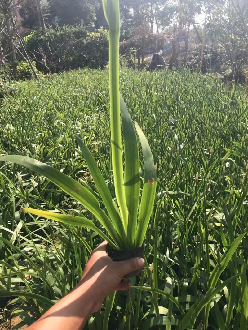鸢尾