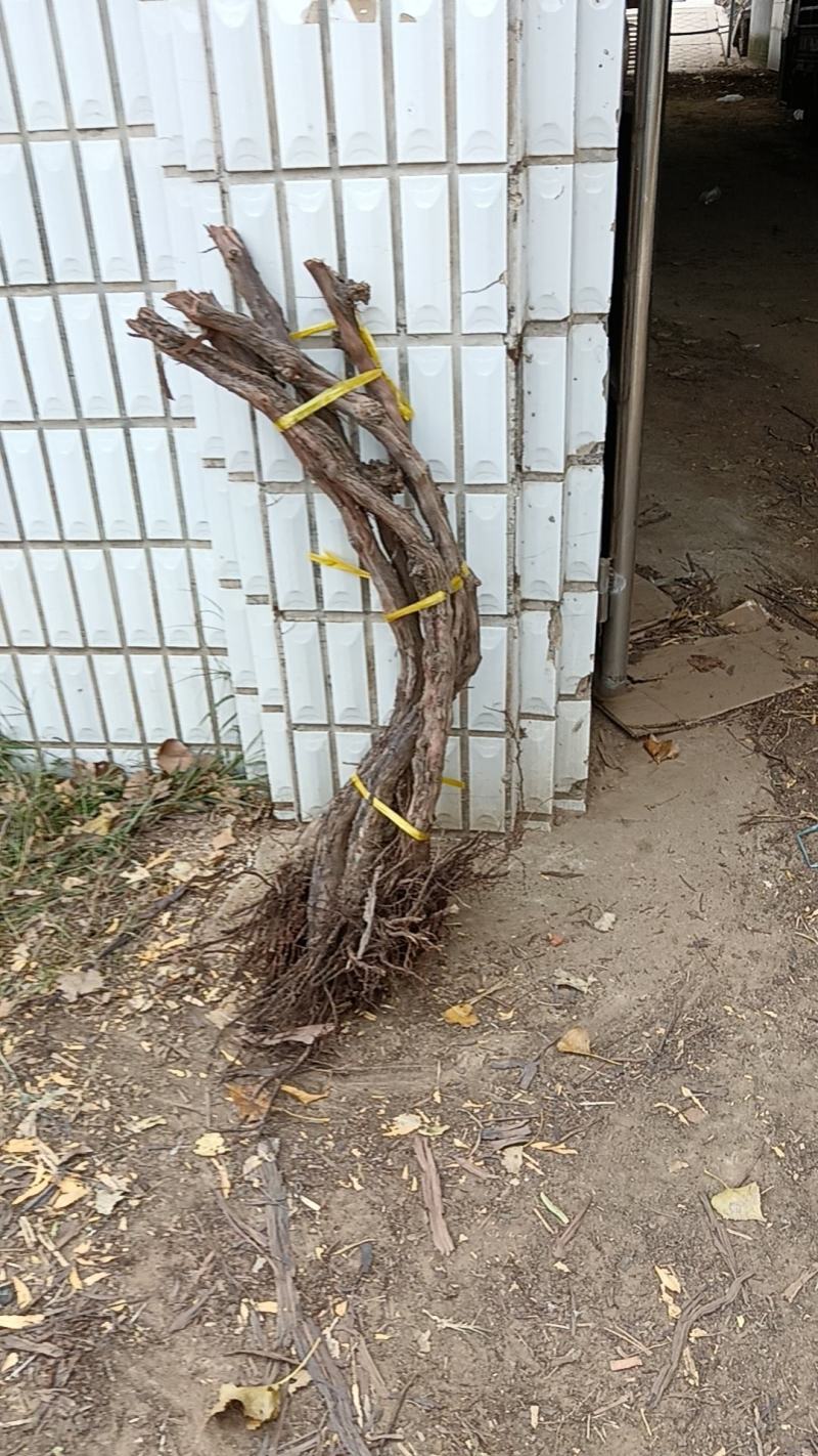 葡萄树占地葡萄树专产地发货，现刨现挖，存活率高