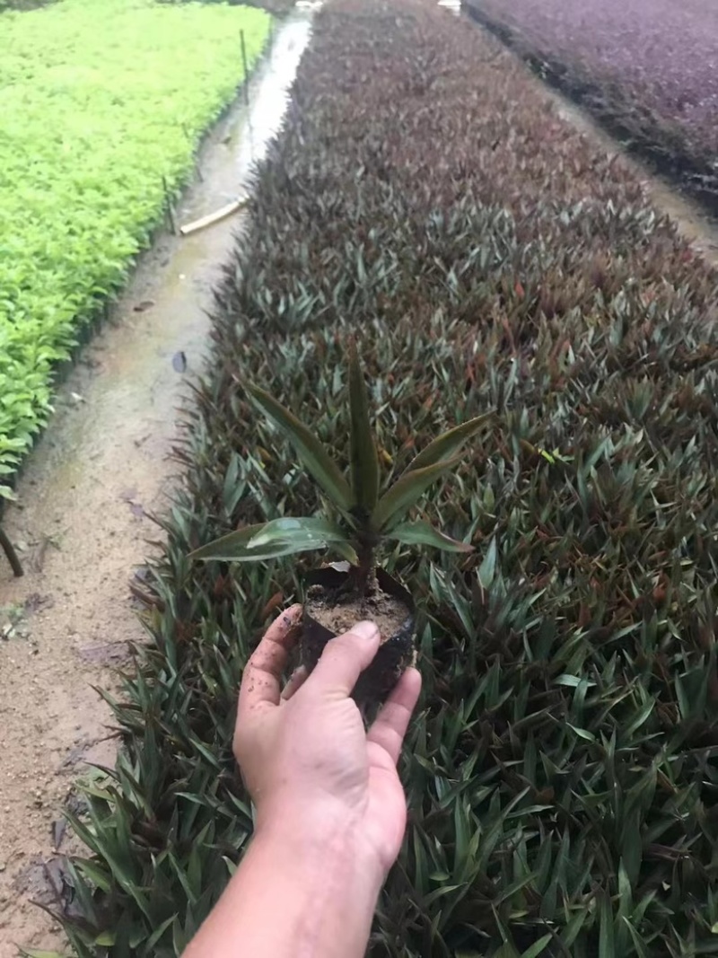 小蚌兰