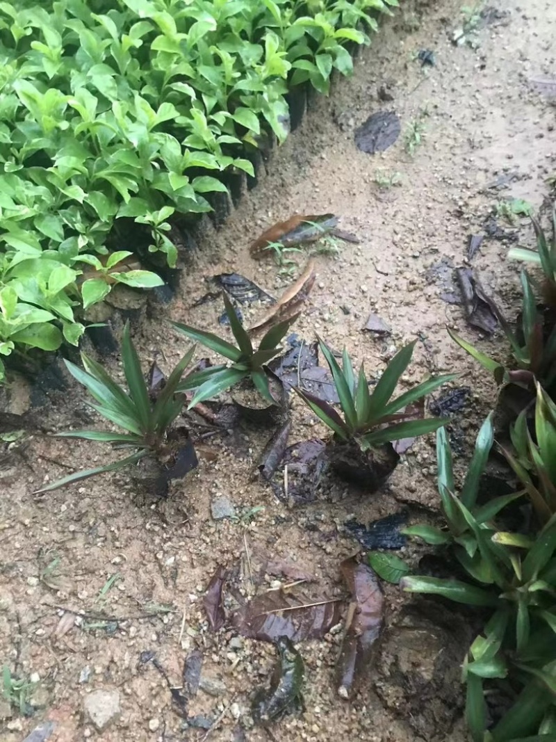 小蚌兰
