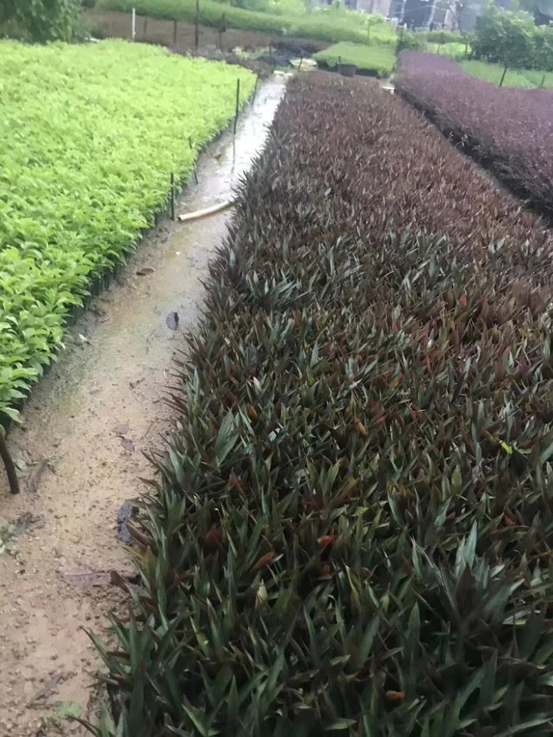 小蚌兰
