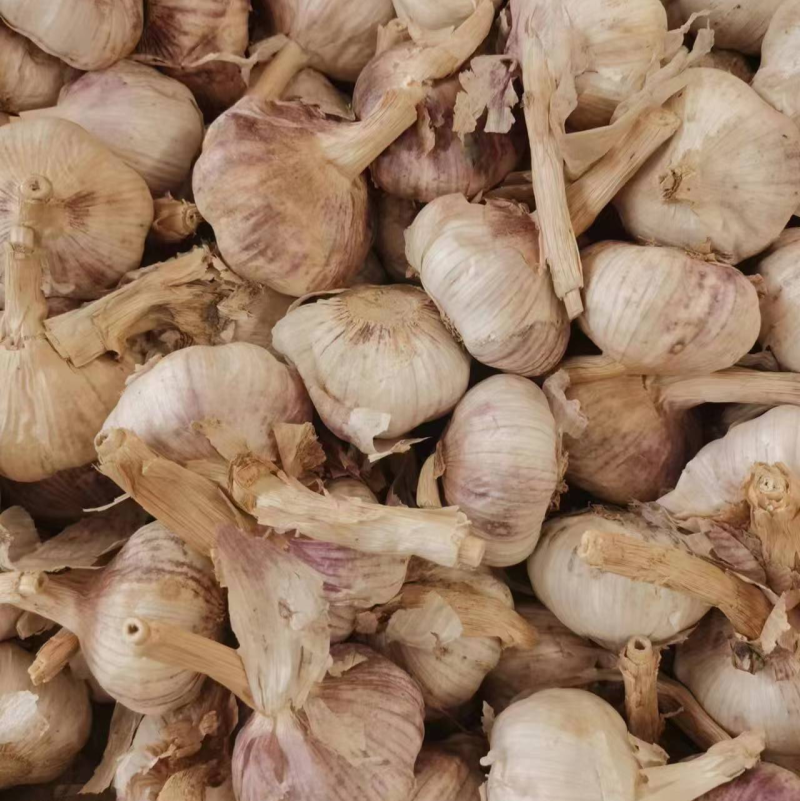 金乡大蒜颗颗精选皮薄肉厚产地直发品质保证一手货源量大从优
