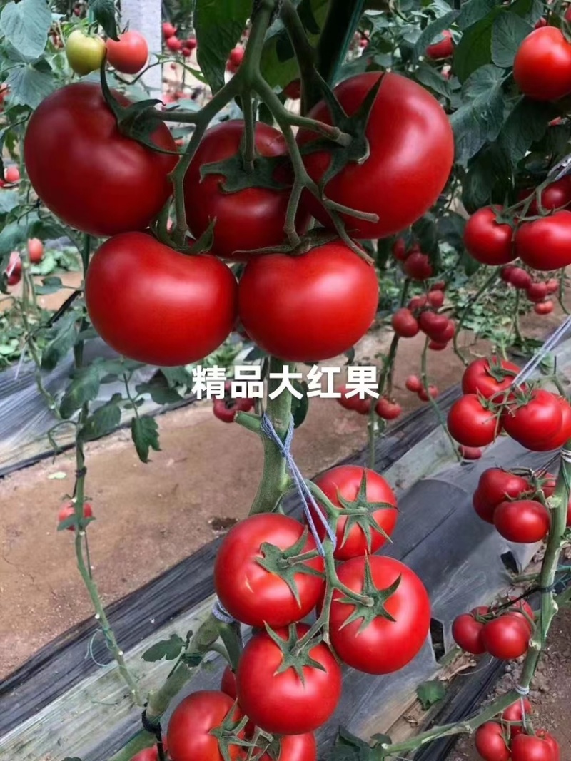 红果番茄苗西红柿苗秋延越冬定植抗死棵硬度好