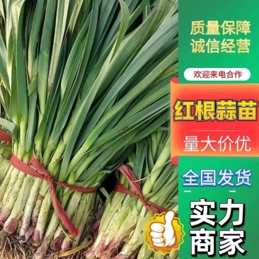 【推荐蒜苗】红根蒜苗河南淮阳直供全国市场商超保质保量欢迎电联