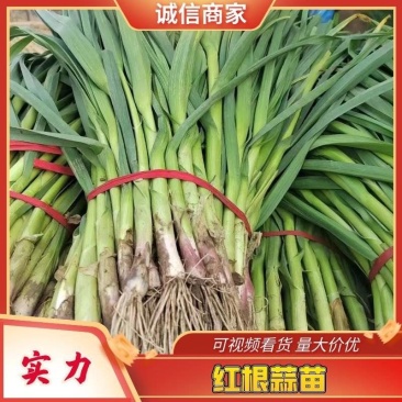 【蒜苗】红根蒜苗河南产地直供新鲜采挖量大从优电联优惠
