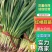 【蒜苗】红根蒜苗河南产地直供新鲜采挖量大从优电联优惠