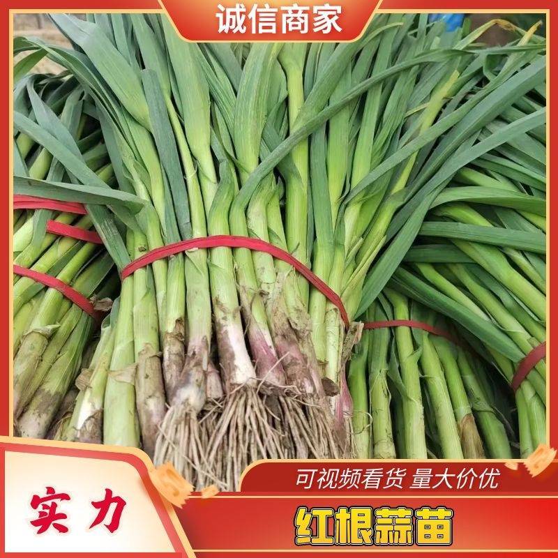 【蒜苗】红根蒜苗河南产地直供新鲜采挖量大从优电联优惠