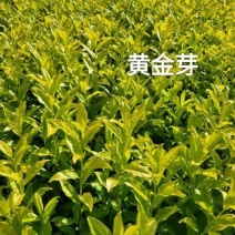 黄金芽茶树苗基地培育直销