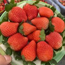 《甜查理草莓》徐州草莓货源稳定量大优惠支持代发全国