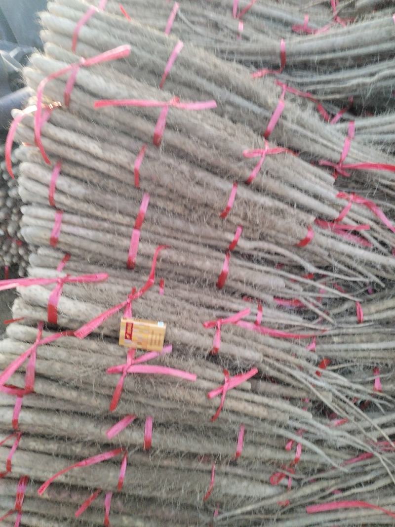 灵宝铁棍山药大面积上市了，品质好，物美价廉。