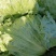 【生菜】陕西三原县，鲁桥乡，球生菜大量有货，对接全国商超
