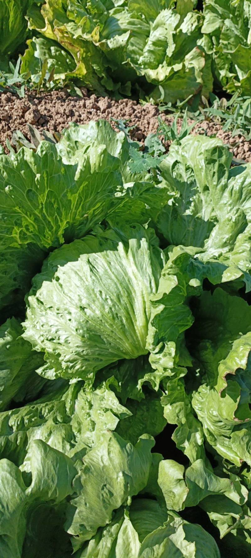 【生菜】陕西三原县，鲁桥乡，球生菜大量有货，对接全国商超