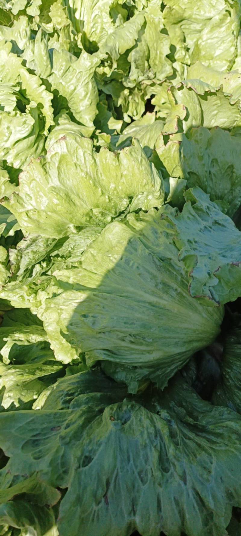 【生菜】陕西三原县，鲁桥乡，球生菜大量有货，对接全国商超