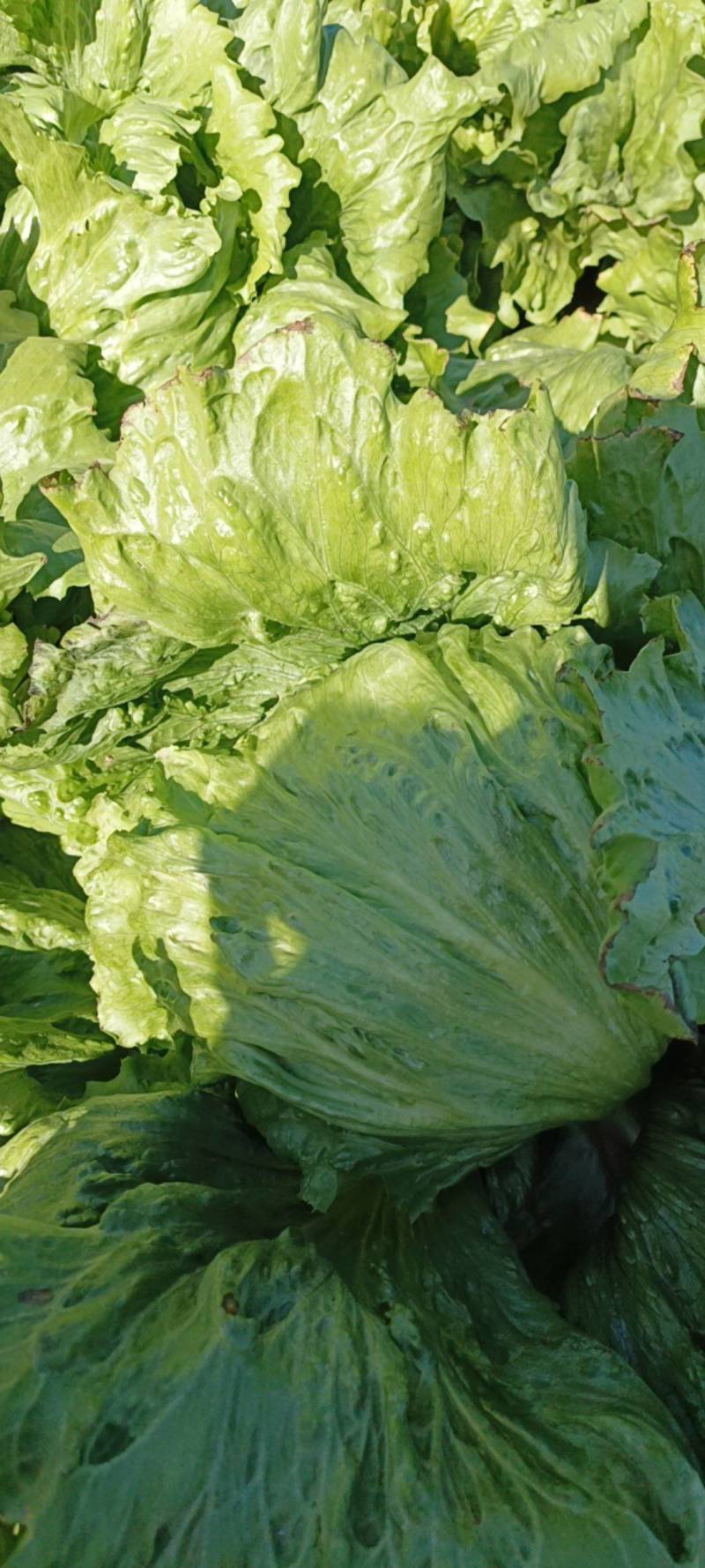 【生菜】陕西三原县，鲁桥乡，球生菜大量有货，对接全国商超