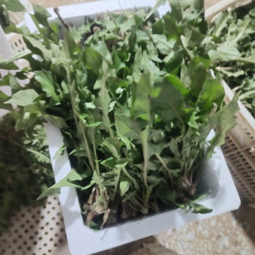24年秋季头茬小颗蒲公英嫩菜。大量出货中，量大优惠