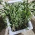 24年秋季头茬小颗蒲公英嫩菜。大量出货中，量大优惠