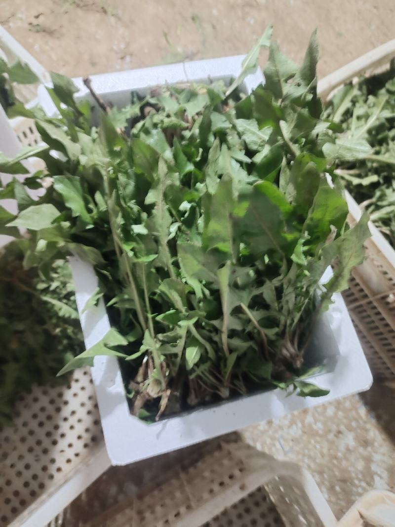 24年秋季头茬小颗蒲公英嫩菜。大量出货中，量大优惠