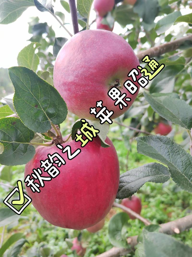 云南昭通早熟华硕苹果代收代办整车待发落地配