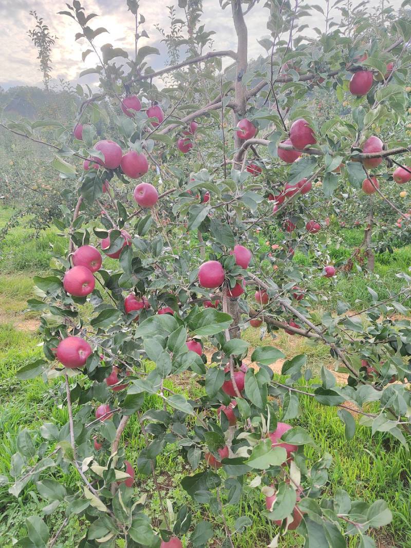 云南昭通早熟华硕苹果代收代办整车待发落地配