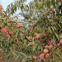 冬桃迎霜红大量待下树