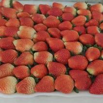 大棚草莓开始上市需要是老板我