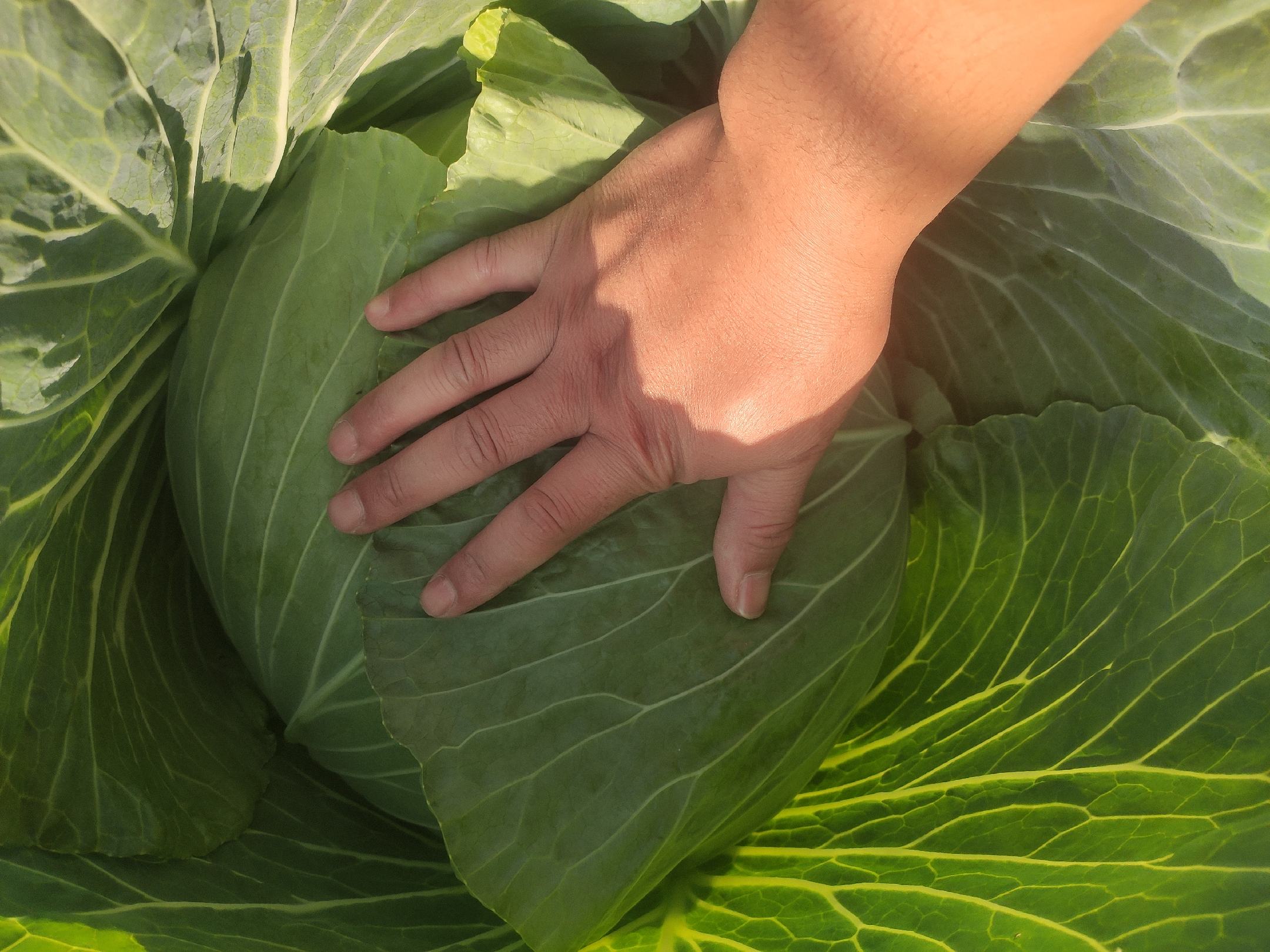 展示皱叶羽衣甘蓝、红羽衣甘蓝、拉诺羽衣甘蓝三种常见品种的对比图片 羽衣甘蓝不同品种对比图