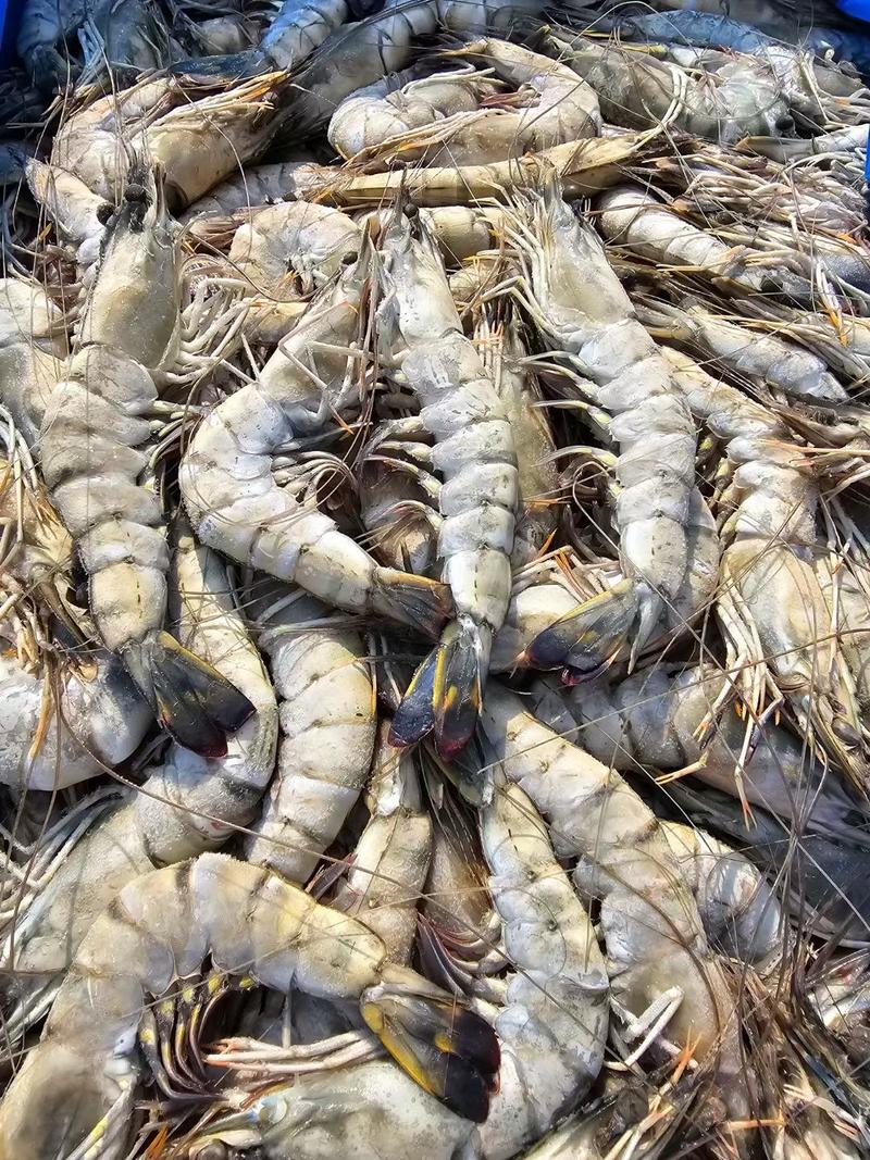 黑虎虾散装一箱净重24斤个大壳薄肉满颜色鲜亮