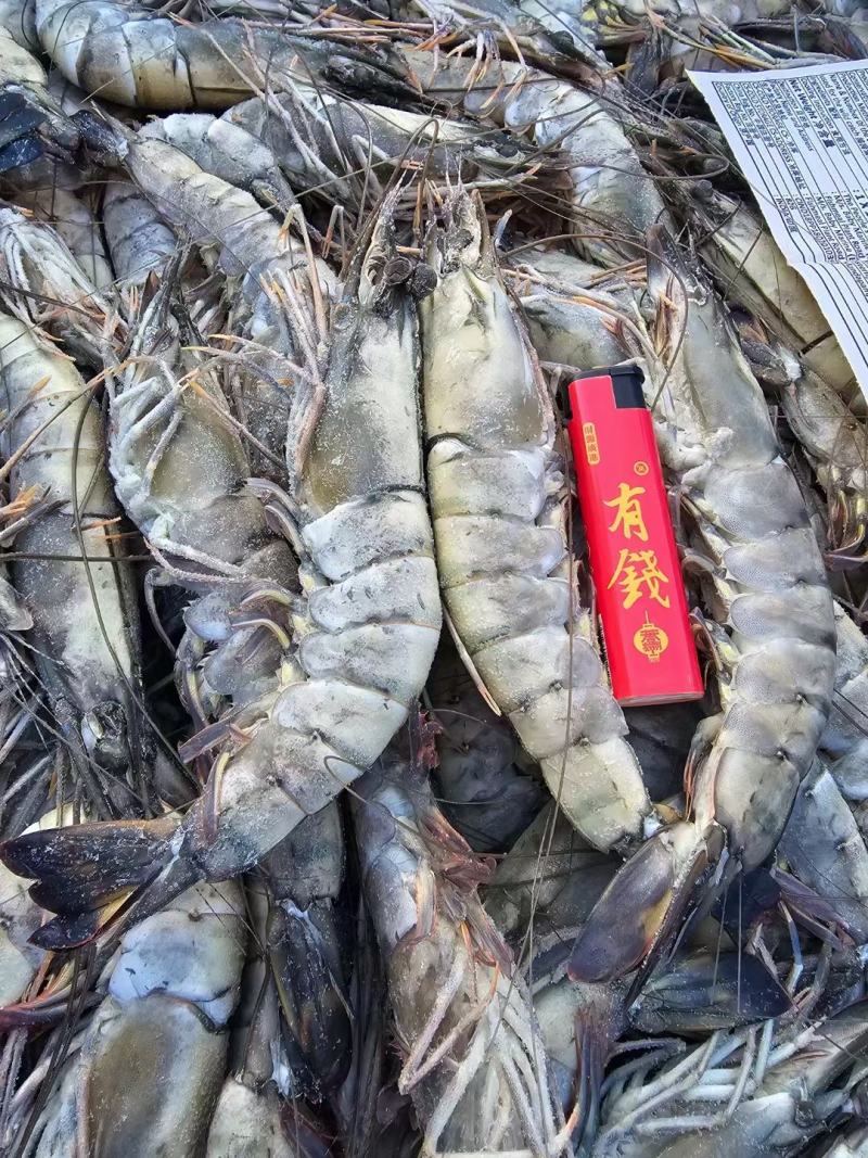 黑虎虾散装一箱净重24斤个大壳薄肉满颜色鲜亮
