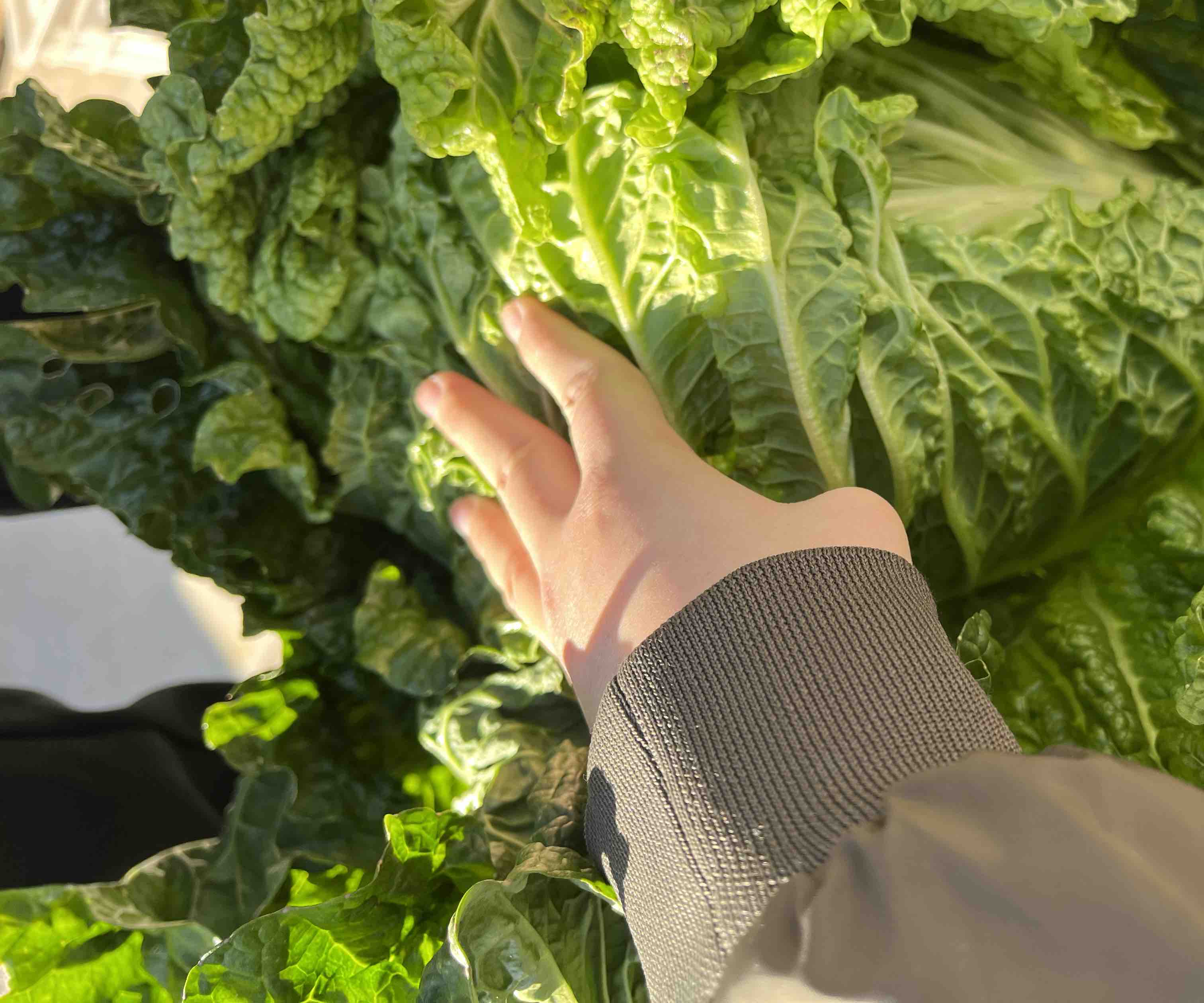 大白菜营养成分对比图：左侧为新鲜大白菜切片特写，右侧并列标注铁含量数值（0.3 mg/100g）及参照物（菠菜2.9 mg、猪肝22.6 mg），背景为实验室营养分析图表风格