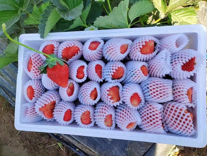 露天草莓