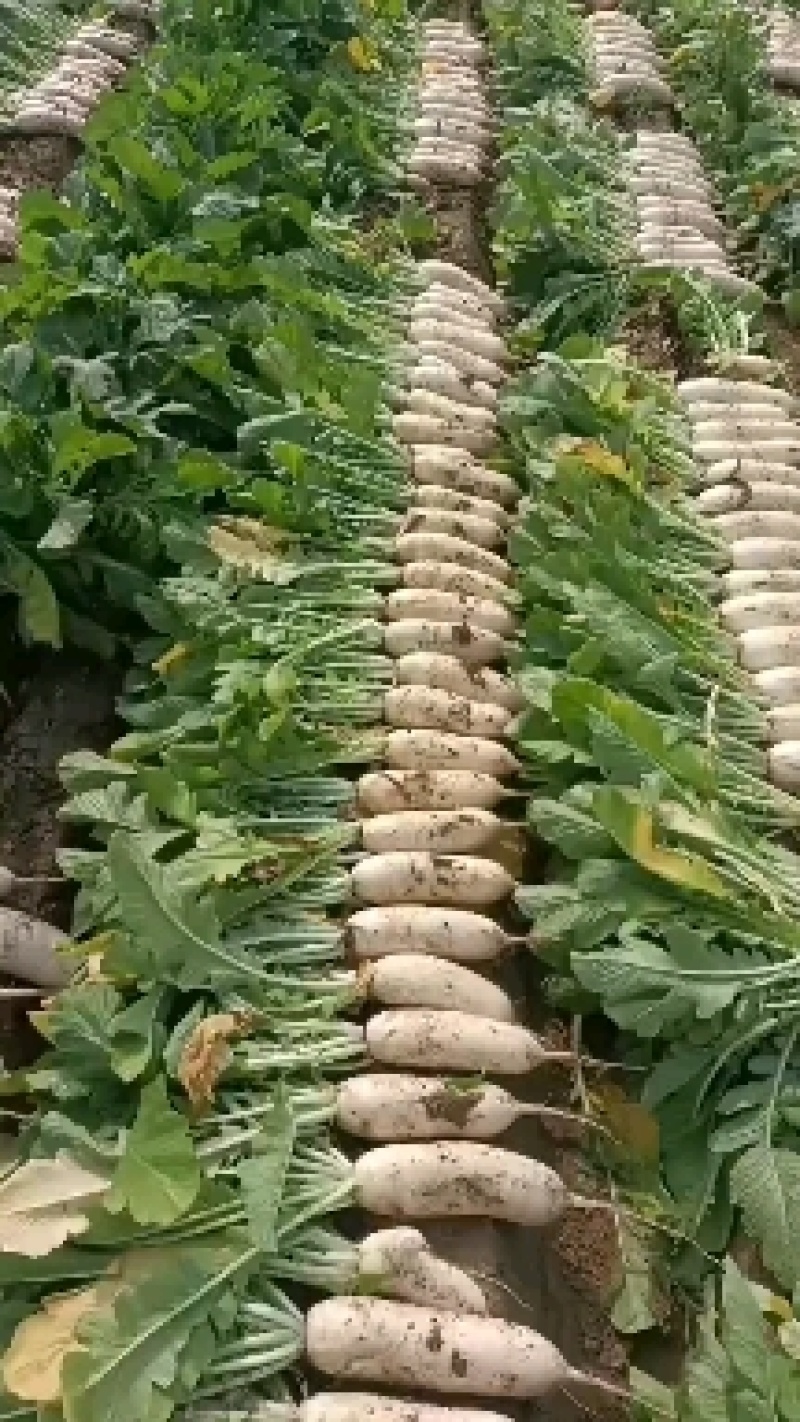白萝卜次品加工厂咸菜厂可以联系给钱就卖