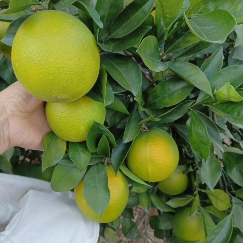 纽菏尔脐橙