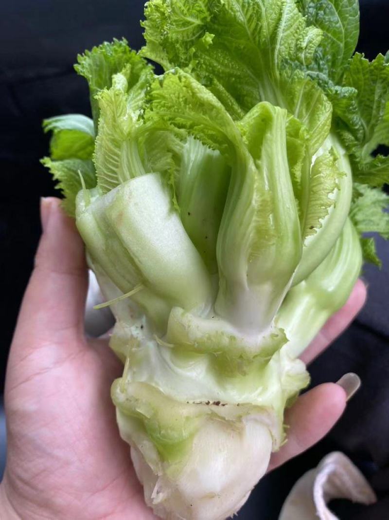 早熟儿菜