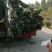 矮化樱桃树，吉塞拉樱桃树基地，根系发达完整，品种纯正齐全