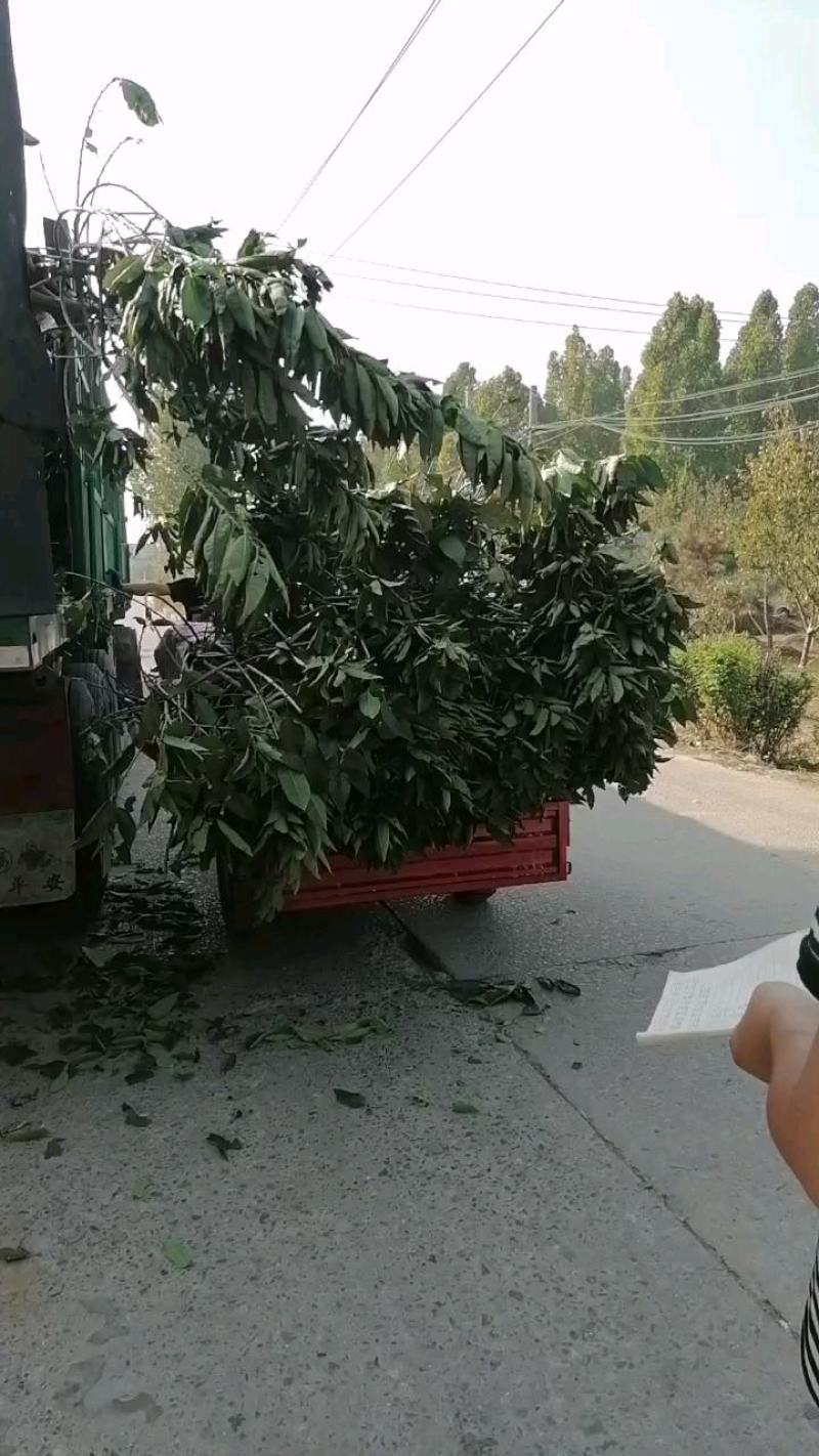矮化樱桃树，吉塞拉樱桃树基地，根系发达完整，品种纯正齐全