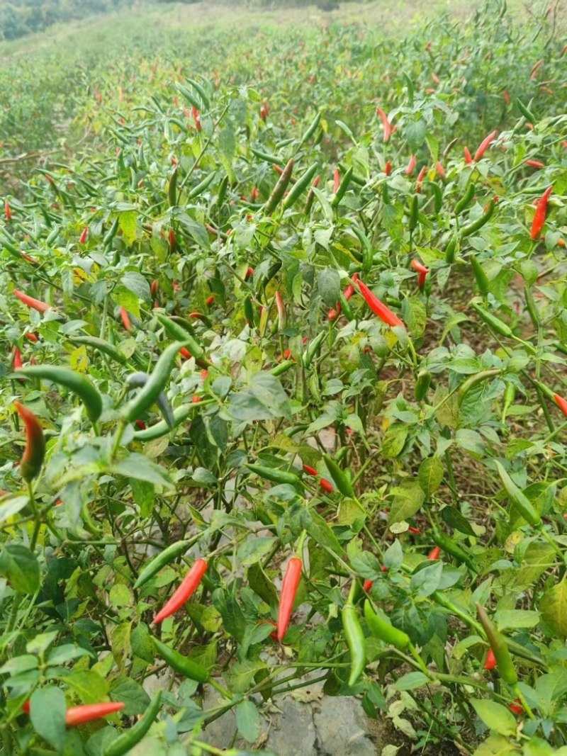 精品小米椒，大量有货，价格美丽，需要的老板速度。