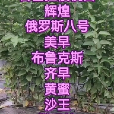 吉塞拉樱桃苗基地，樱桃苗，美早，布鲁克斯，齐早等品种纯正