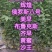 吉塞拉樱桃苗基地，樱桃苗，美早，布鲁克斯，齐早等品种纯正
