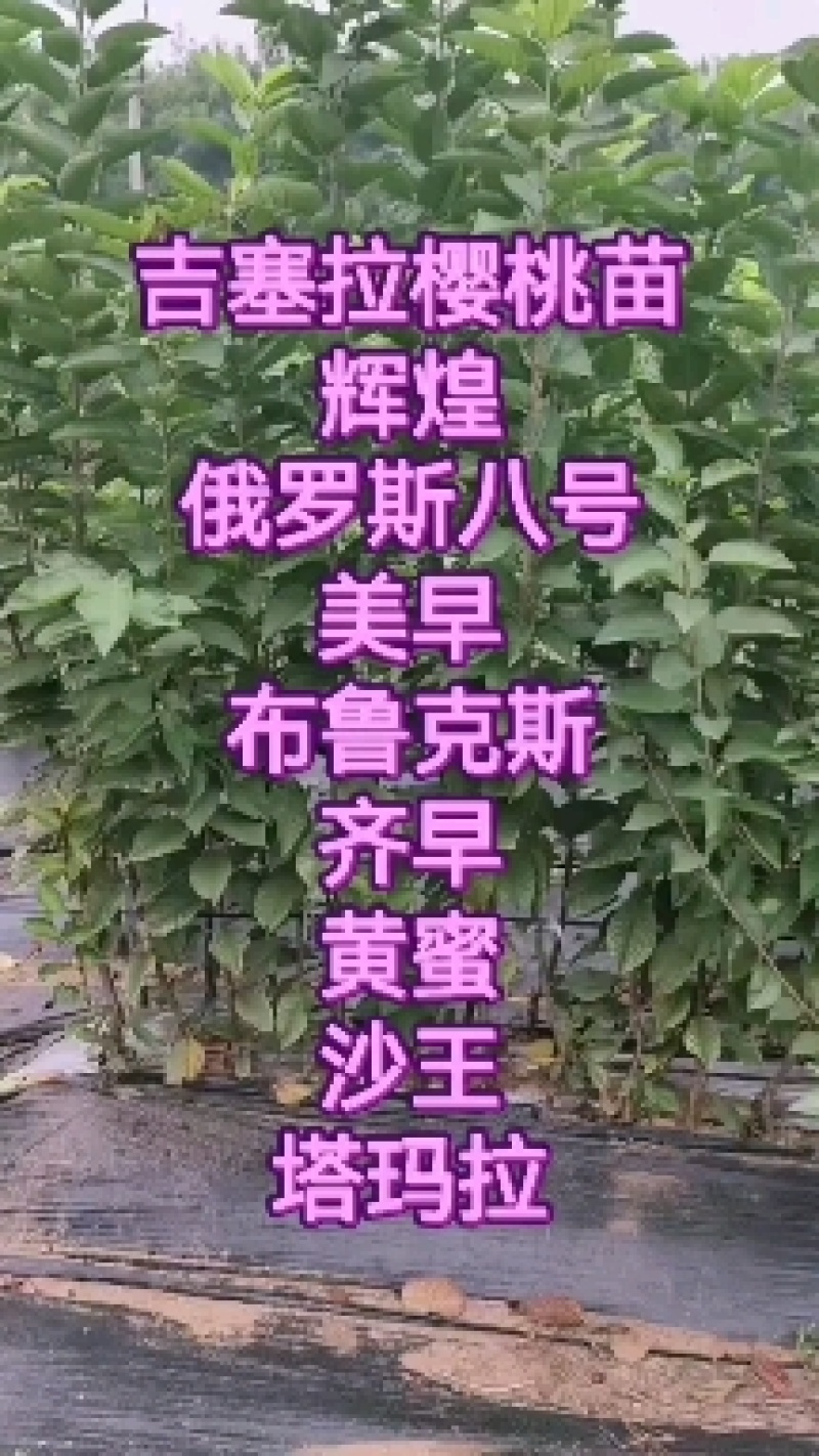 吉塞拉樱桃苗基地，樱桃苗，美早，布鲁克斯，齐早等品种纯正