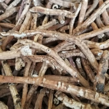 湖北恩施牡丹