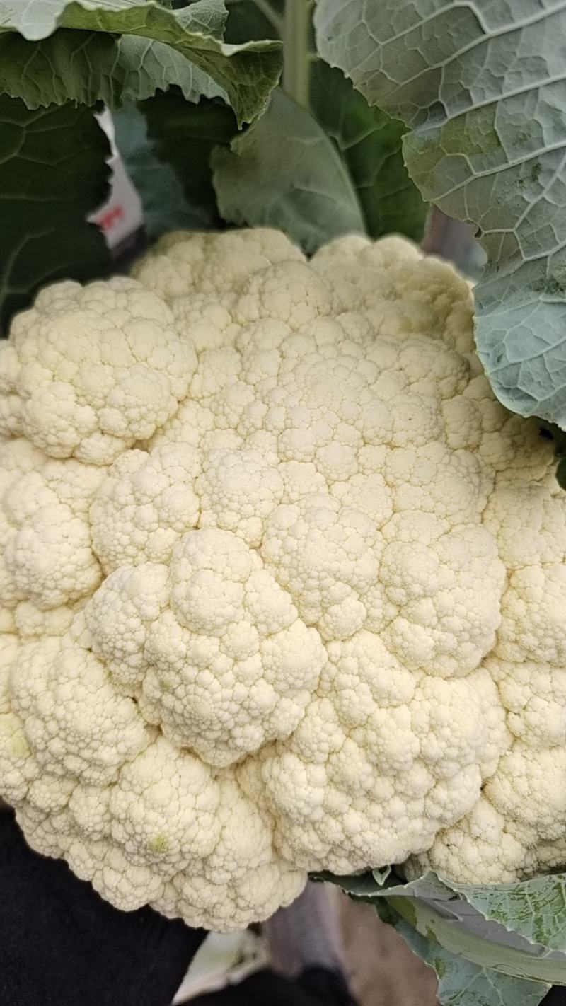 优质精品白面青梗松花菜一手货源。乳白色净菜！