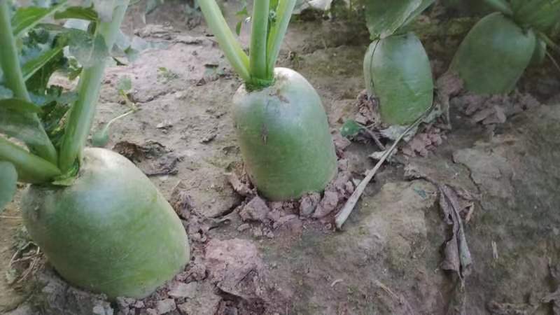 优质791青萝卜万亩蔬菜基地产地代发