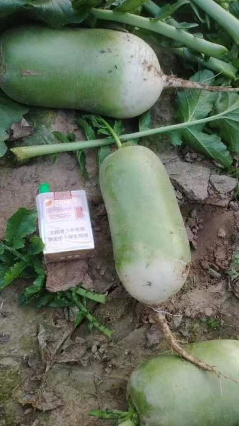 优质791青萝卜万亩蔬菜基地产地代发
