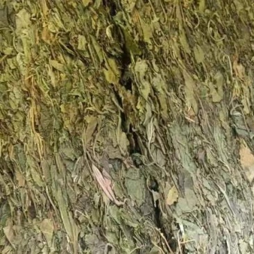 四川青桑叶有大货，量大从优